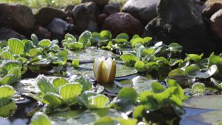 So lege ich einen Gartenteich an