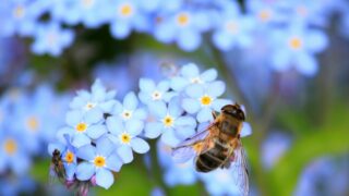 Blühfeld in Arsten – der Natur zuliebe