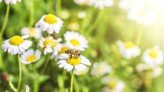 Weltbienentag 2022