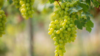 Bremer Wein: Edle Tropfen für den guten Zweck