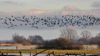 Naturschutzgebiete in Bremen und Bremerhaven