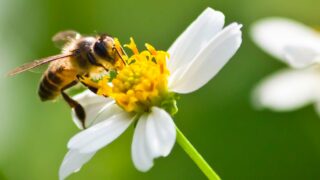 Tag der Bienen 2024