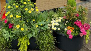Urban Gardening im Viertel