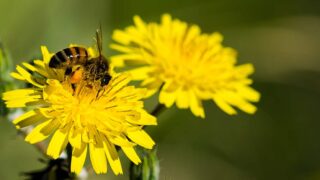 Jonte Mai engagiert sich für die Natur