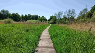 Verborgenes Juwel: Das Ruschdahlmoor in Lesum