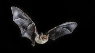 Fransenfledermaus im Flug _ Copyright NABU-Karsten Mosebach.jpg